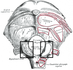 Human skull lateral view. External occipital protuberance shown in red.