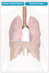 windpipe
connects the larynx to the bronchi and allows air to pass through the neck into the thorax