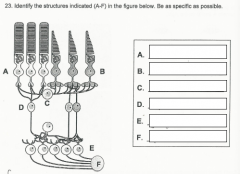 Identify the structures indicated in the figure below.