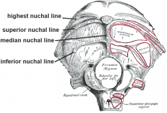 Occipital bone seen from below. Outer surface. (External occipital protuberance visible at top center.)