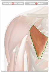 rotates shoulder or elevates rib
