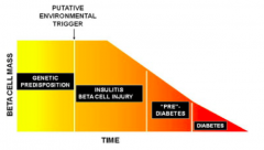 - Genetic predisposition → (putative environmental trigger) →
- Insulitis and β-cell injury →
- Pre-diabetes →
- Diabetes