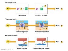 chemical work: reactants + ATP
 →  product formed+ ADP + P
Transport work: Transport protein 
+ATP → solute tranported +ADP + P
Mechanical work: motor protein
+ATP →  protein filament moved
               + ADP + P