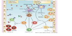 Pathogen-activated DCs present pathogen-derived antigens to T cells and promote the differentiation of naive T cells to various subtypes of effector CD4+ ( TH1 or 2) and CD8+ T cell. 

1. excessive inflammation ( uncontrolled pro inflammatory cy...