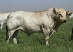 Name 2 imported Italian Breeds
This image is #1 on flip card