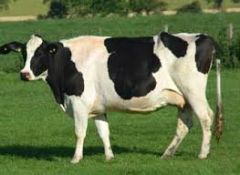 Who am I?
Black and White
most numerous Dairy Breed in Ireland