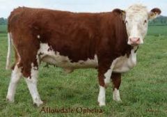 Who am I?
Pedigree: Red with white heads
(white head comes through in cross bred offspring)
usually horned, some polled