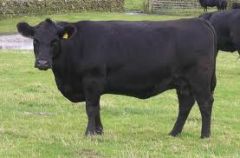 Aberdeen Angus
- OLD Breed in Ireland
1st introduced in 1860