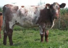 Who am I?
- characteristic mottled coat (red and white (roan) or Blue/grey and white
- comes through in cross bred offspring
