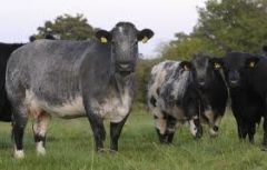 Traditional Breed
- Bred as a dual purpose (milk and beef)
- short horn crosses useful as beef suckler cows