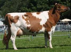 Ayrshire
Scottish Breed imported to Ulster ~1800