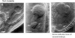 •Multiple embryos of the same zygote can develop inverted apical-basal axis.
•Uncoupling of apical-basal pattern formation from polarity of ovule.