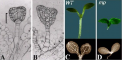 Defectivein embryonic auxinsignaling, fail to form an embryonic root meristem and therefore yield rootless seedlings.