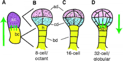 Green arrows indicate the direction of auxin transport; stippling indicates regions with high auxin levels.
•A flux of auxin is established that first directs auxin towards the apical cell and then switches to direct auxin away from the apical c...