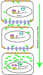 Monopteros (MP) is an auxin response factor (ARF).
ARF = transcription factor
AUX/IAA = transcriptional repressor
SCF-TIR = E3 ubiquitin ligase
 