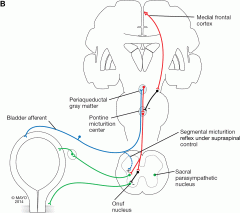 Afferent information ent to periaqueductal gray and parabrachial nucleus --> periaqueductal gray matter projects to pontine micturition center nad is excitatory --> sacral spinal cord --> activates parasympathetic fibers innervating the detrusor m...