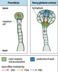 •Initially, auxin funnelled toward the developing proembryoby PIN7, which accumulates in the apical membrane of the basal cell and its descendents.
•PIN1, which is expressed in the proembryo, does not show polar distribution at first but becom...