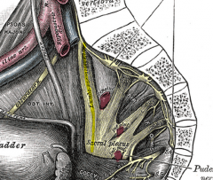 it cmes from the bottom roots of the lumbar plexus and comes down to join with the top of the sacral plexus
