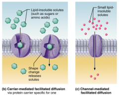 Carrier-mediated: glucose or amino acids
(moves through membrane channel)



Channel-mediated: ions or water
(attaches to membrane channel (protein) and moved across membrane
