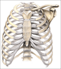 OUTLINE THE FEATUERS OF THE THORAX ON THIS DIAGRAM