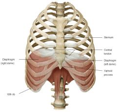 Closes off thoracic outlet.

Separates thorax from abdomen.

Comprises radial muscle fibres inserted into central tendon. 

Domes upwards – more on right.
Plays major role in breathing.

Apertures allow passage of structures (vessels, n...