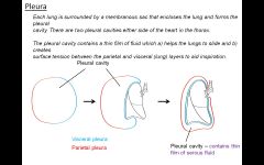 Each lung is surrounded by a membranous sac that encloses the lung and forms the pleural
cavity. There are two pleural cavities either side of the heart in the thorax.


The pleural cavity contains a thin film of fluid which a) helps the lungs...