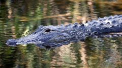 The alligator lives in a combination of fresh and salty water.