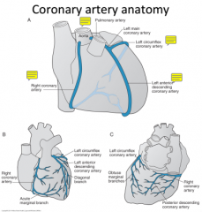 Right Coronary Artery: (supplies the RV and portions of the LV

Right Coronary Artery, Right "Acute" Marginal Artery, Posterior descending Artery

Left Coronary Artery:

Left main - Circumflex Artery - obtuse marginal branch (lateral and pos...