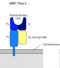 The peptide binding cleft is between the alpha1 and alpha2 domains of the MHC I molecule.