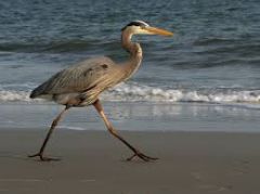 The blue heron uses its long legs to walk through the muddy areas of this region.