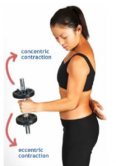 Muscle contraction that changes length 
- can increase length- eccentric 
- can decrease length- concentric