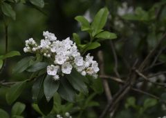 The mountain laurel grows on rocky slopes and forested areas.