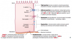 Desmosomes / Macula Adherens
- Keratin interactions
- Desmoplakin