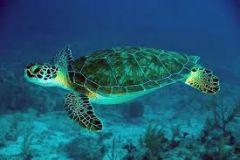 The loggerhead sea turtle spends most of its life in the water.