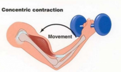 _Muscle contraction resulting in shortening of the muscle
- overcomes external forces (ie. gravity) 
-Eg, lifting a glass