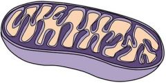   Label the mitochondria