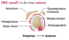 SItS (small t is for teres minor)
- Supraspinatus 
- Infraspinatus
- Teres minor
- Subscapularis