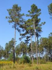 The pine tree is most common in this region