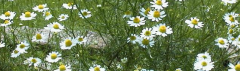 German chamomile 
Matricaria recutita