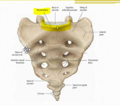 the most top, disc-like part of the sacrum