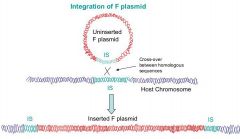 The F plasmid integrates when ahomologous recombination eventoccurs between one of its ISsequences and one of the many ISsequences on the E. colichromosome.