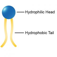 Hydrophilic head- phosphate head (likes water)

Hydrophilic tail- 2 chains of lipids (fears water) 