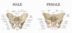 1. The pubic arch is much wider on a female
2. The iliac crests are much broader and wider on a female as well