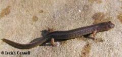 Many-ribbed salamander