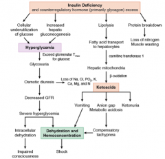 - Diabetic ketoacidosis occurs in the presence of absolute insulin deficiency
- This occurs in the setting of poor calorie consumption, prolonged poor glycemic control and often concomitant illness
- The prolonged poor glycemic control further r...