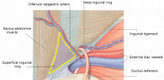rectus abdominus
inferior epigastric
inguinal ligament

inguinal canal