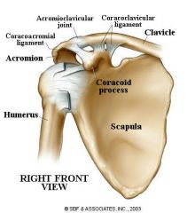 Acromioclavicular, coracoclavicular, and coracromial