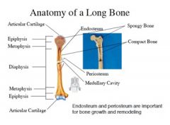 •	Endosteum and periosteum are important for bone growth and remodeling 
o	Periosteum 
•	Connective tissue membrane covering external surface of bone
•	Contiuous with tendons, connective tissue of joints
•	Attached to bone matrix via perforating fiber