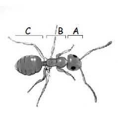 Label the parts of the insect