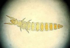 Phylum Arthropoda, Subphylum Hexapoda, Class Entognatha, Order Protura